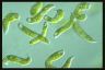 Euglena