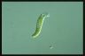 Euglena