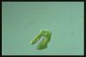 Euglena deses