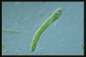 Euglena deses