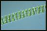 Spirogyra