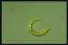 Euglena