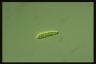 Euglena