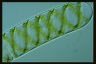 Spirogyra