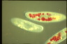 Paramecium caudatum, Mating reaction