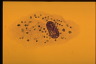 Paramecium caudatum, Cells stained with Azure C