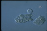 Paramecium caudatum, macronuclear inclusion body