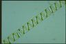 Spirogyra