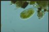 Paramecium bursaria