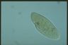 Ophryoglena