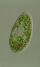 Paramecium bursaria