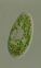 Paramecium bursaria