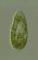 Paramecium bursaria