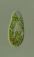 Paramecium bursaria