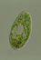 Paramecium bursaria