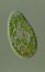 Paramecium bursaria