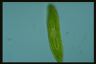 Euglena spirogyra