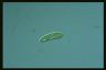 Euglena