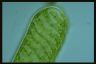 Spirogyra