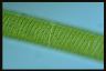 Spirogyra