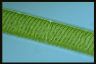 Spirogyra