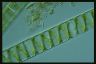 Spirogyra