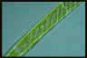 Spirogyra