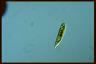 Euglena