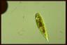 Euglena