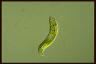 Euglena