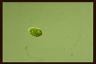 Euglena