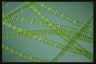 Spirogyra