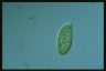 Paramecium bursaria