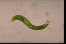 Euglena deses