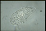 Tetrahymena