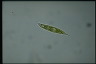 Euglena acus