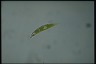 Euglena acus