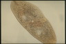 Paramecium multimicronucleatum