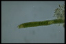 Euglena ehrenbergii