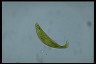 Euglena