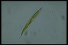 Euglena tripteris