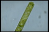 Spirogyra