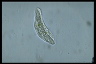 Chilodonella