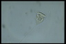 Vorticella