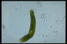 Euglena ehrenbergii