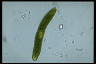 Euglena ehrenbergii