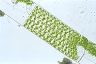 Spirogyra