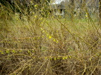 qRCME Forsythia suspensa