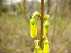 qRCME Forsythia suspensa