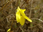 qRCME Forsythia suspensa